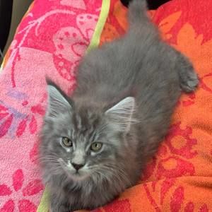 Meet your Posher, Carol